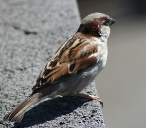 Close-up of bird perching on branch