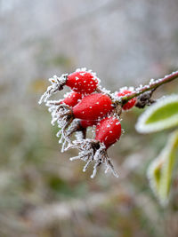 Close-up of frozen berries on plant