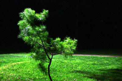 Trees growing on field at night