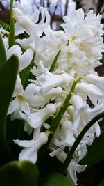 Close-up of white flowers