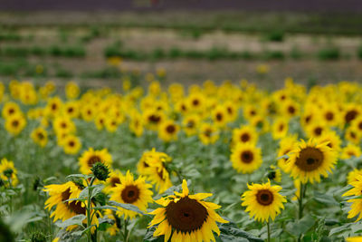 Close-up of sunflowers in field