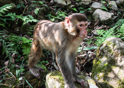 Monkey on plants