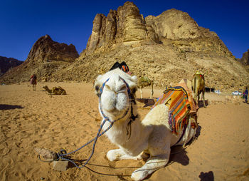 Camels in jordan wadi rum desert on red sand with baby and high mountains in the background