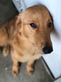 Close-up of dog