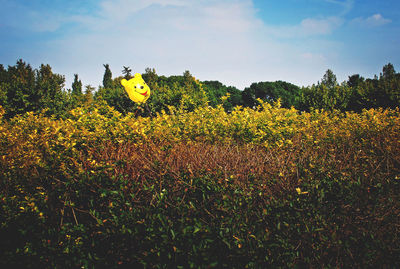 Yellow flowers growing on field