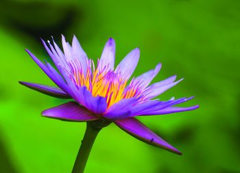 Close-up of colorful flower over colored background