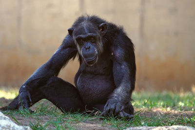 Close-up of gorilla sitting on field