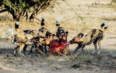 View of hyenas in field