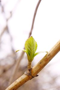 Close-up of plant against blurred background