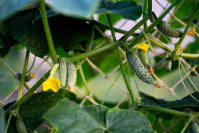 Close-up of lizard on plant