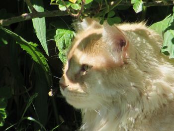 Close-up of an animal