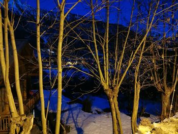 Bare trees in winter at night
