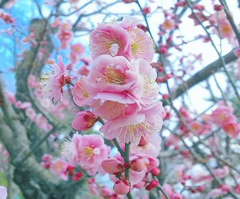 Close-up of pink cherry blossom