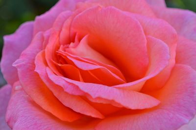 Close-up of pink rose blooming on field
