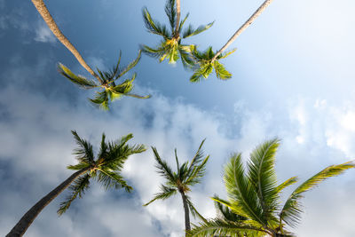 Low angle view of palm tree against sky