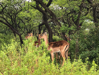 Deer grazing on field