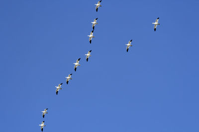 Low angle view of birds flying in sky