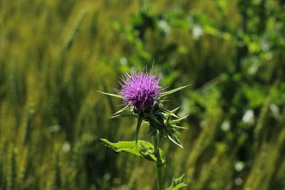 Close-up of purple thistle flower
