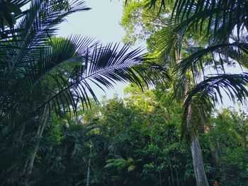 Low angle view of coconut palm trees against sky