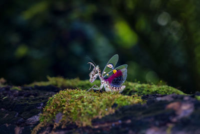 Close-up of butterfly on rock