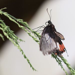 Close-up of butterfly on a plant