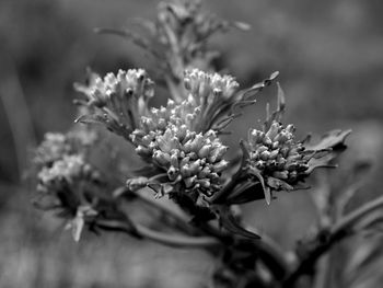 Close-up of flowers