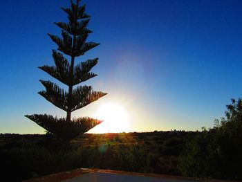 Tree against clear sky at sunset