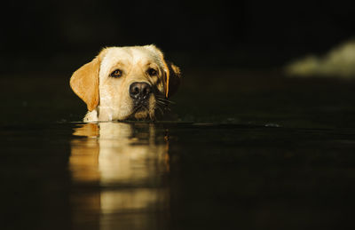 Portrait of yellow labrador retriever in water