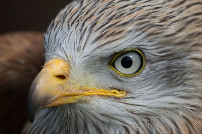 Close-up of eagle