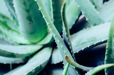 Close-up of succulent plant