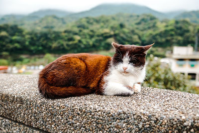 Portrait of a cat on mountain