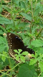 Close-up of butterfly on leaf