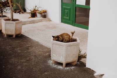 Cat relaxing on floor