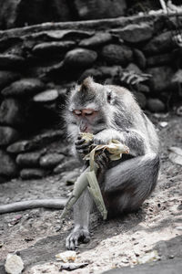 Monkey eating food