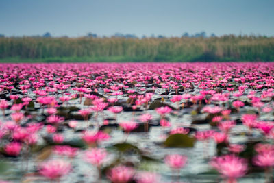 Pink flowering plants on field against sky