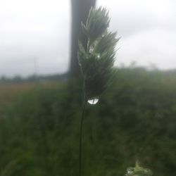 Close-up of plant