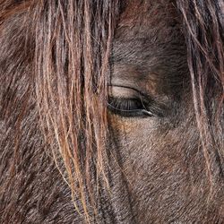 Close-up of a horse