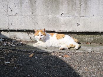 Cat looking away