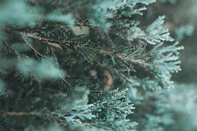 Close-up of pine tree during winter