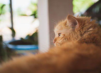 Close-up of a cat looking away