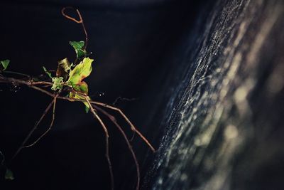 Close-up of insect on plant