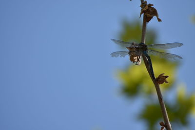 Close-up of wilted plant against blue sky