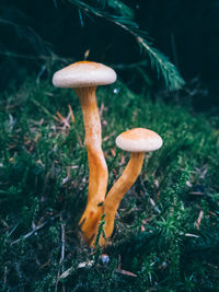 Close-up of mushroom growing on field