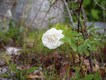 Close-up of white flowering plant