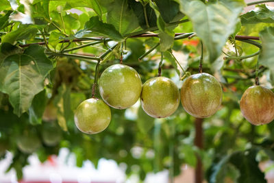 Close-up of fruits growing on tree