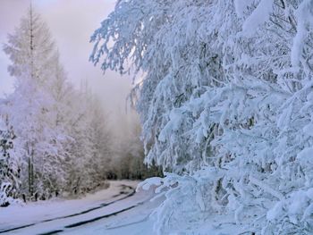 Snow covered landscape