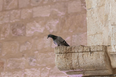 Bird perching on wall