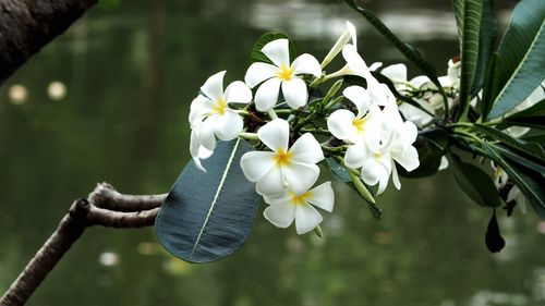 Close-up of flowers blooming on tree