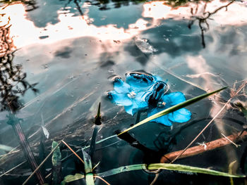 High angle view of turtle in lake