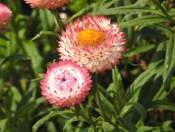 Close-up of pink flowering plant